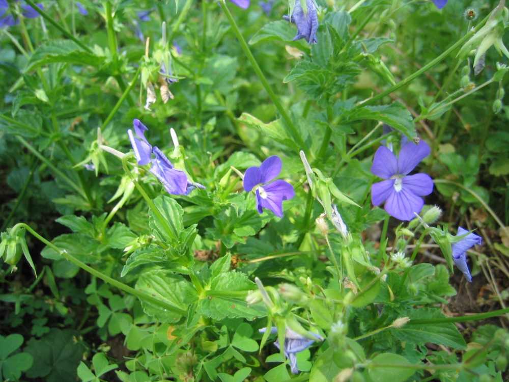 Viola cornuta (Gehörntes Stiefmütterchen, Horn-Veilchen, Pyrenäen-Stiefmütterchen)
